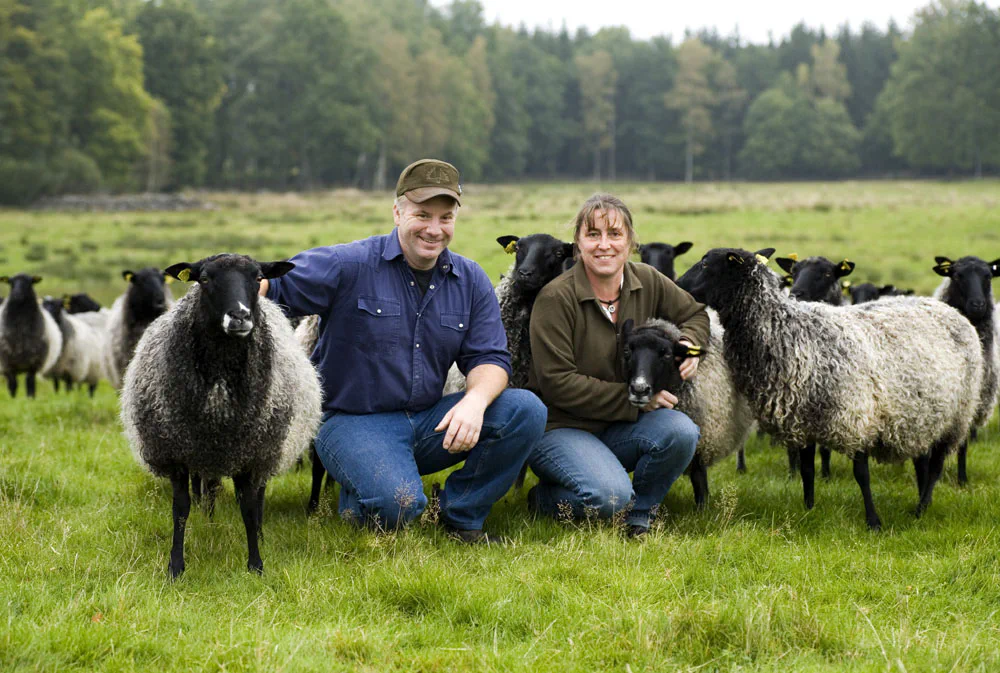 Mikael och Annika tillsammans med sina Gotlandsfår i hagen