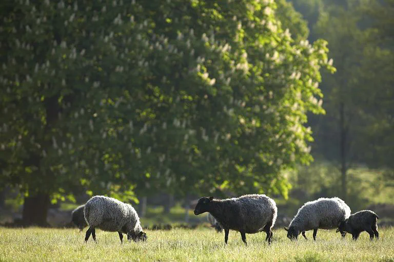 Gotlandsfår på bete bland träden på gården