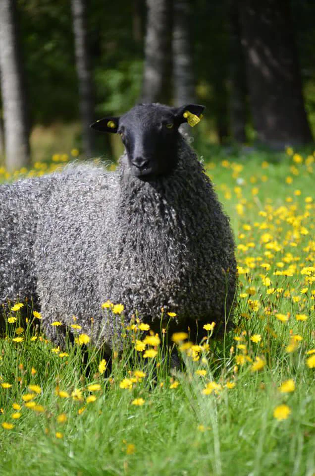 Ett Gotlandsfår med grå lockig päls och svart huvud